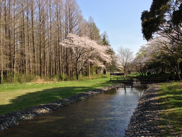 水元公園 東京で散歩やウォーキングができる公園