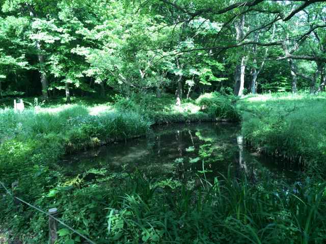 野川公園の自然観察園～うっそうと茂る緑