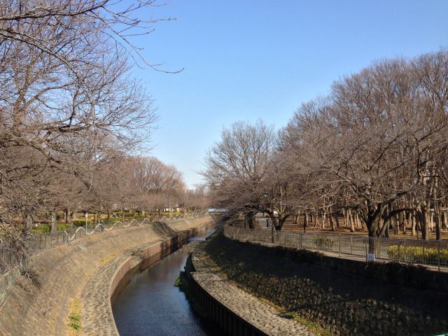 善福寺川緑地の桜並木